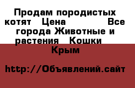 Продам породистых котят › Цена ­ 15 000 - Все города Животные и растения » Кошки   . Крым